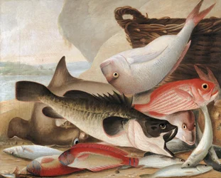 Fischfang und Dawes Point, Sydney Harbour